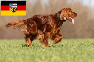Read more about the article Criadores de Setter Vermelho Irlandês e cachorros em Saarland