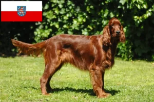 Read more about the article Criadores de Setter Vermelho Irlandês e cachorros em Thuringia