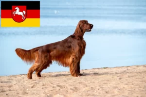 Read more about the article Criadores de Setter Vermelho Irlandês e cachorros na Baixa Saxónia