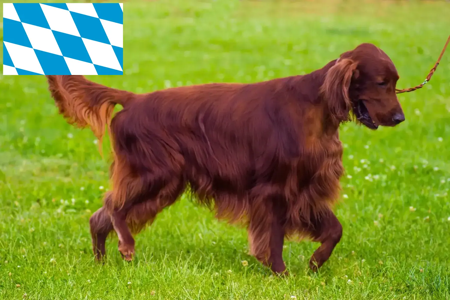Setter vermelho irlandês cachorros e criadores Bavaria Aqui pode encontrar criadores de Setter Vermelho Irlandês na Baviera.