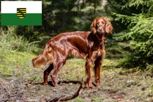 Read more about the article Criadores de Setter Vermelho Irlandês e cachorros em Saxónia