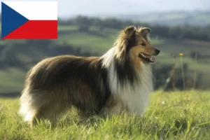 Read more about the article Criadores de Sheltie e cachorros na República Checa