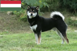 Read more about the article Criadores de Shiba e cachorros na Hungria