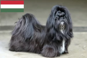 Read more about the article Criadores de Shih Tzu e cachorros na Hungria