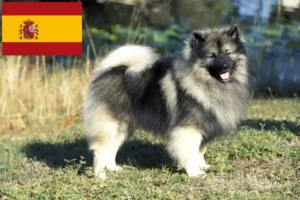 Read more about the article Criadores de Spitz e cachorros em Espanha