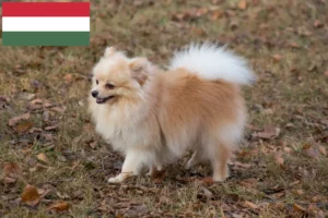 Read more about the article Criadores de Spitz e cachorros na Hungria