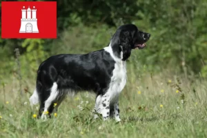 Read more about the article Criadores de Springer Spaniel inglês e cachorros em Hamburgo