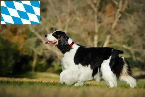 Read more about the article Criadores de Springer Spaniel inglês e cachorros na Baviera