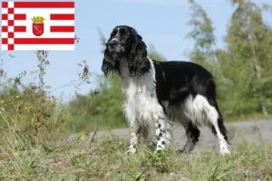 Read more about the article Criador de Springer Spaniel inglês e cachorros em Bremen