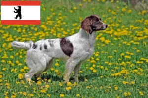 Read more about the article Criadores de Springer Spaniel inglês e cachorros em Berlim