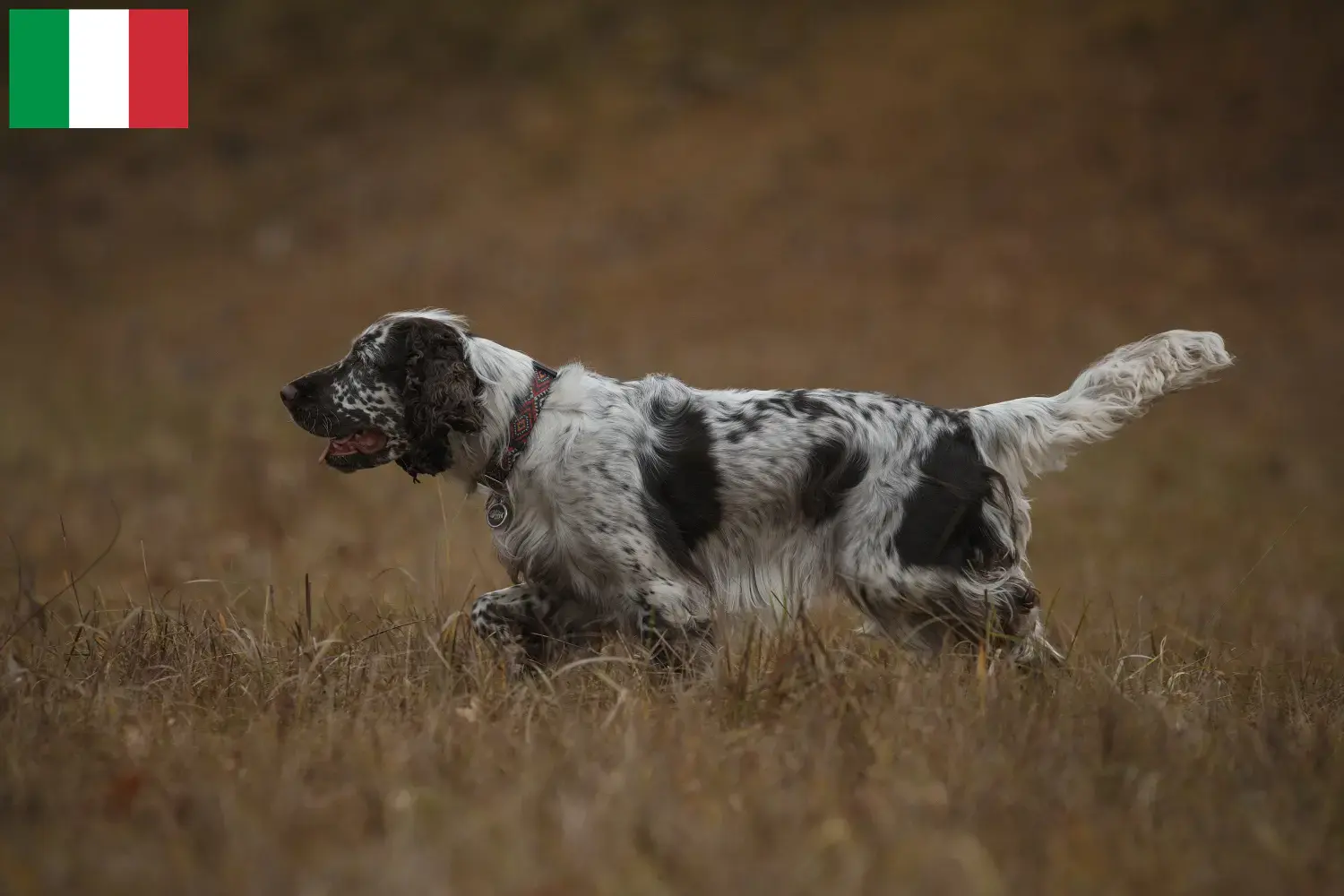 Springer Spaniel inglês cachorros e criadores Itália Encontre aqui criadores de Springer Spaniels ingleses em Itália.