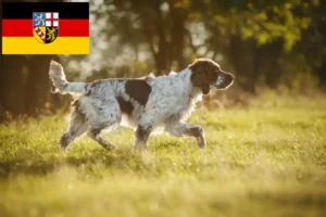 Read more about the article Criadores de Springer Spaniel inglês e cachorros em Saarland