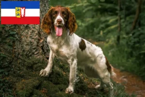 Read more about the article Criadores de Springer Spaniel inglês e cachorros em Schleswig-Holstein