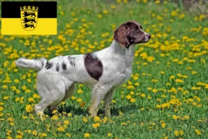 Read more about the article Criadores de Springer Spaniel Inglês e cachorros em Baden-Württemberg