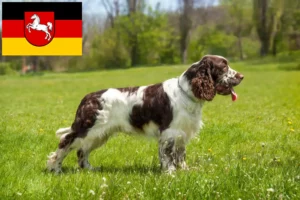 Read more about the article Criadores de Springer Spaniel Inglês e cachorros na Baixa Saxónia