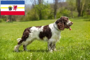 Read more about the article Criadores de Springer Spaniel inglês e cachorros em Mecklenburg-Vorpommern