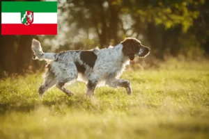 Read more about the article Criadores de Springer Spaniel Inglês e cachorros na Renânia do Norte-Vestefália