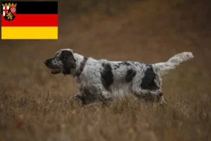 Read more about the article Criadores de Springer Spaniel inglês e cachorros em Renânia-Palatinado