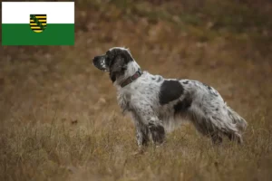 Read more about the article Criadores de Springer Spaniel Inglês e cachorros em Saxónia