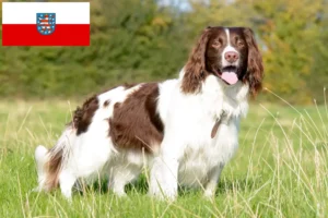 Read more about the article Criadores de Springer Spaniel inglês e cachorros em Turíngia