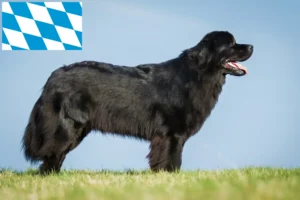 Read more about the article Criadores de Terra Nova e cachorros na Baviera