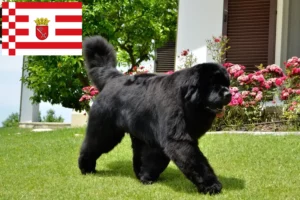 Read more about the article Criadores de Terra Nova e cachorros em Bremen