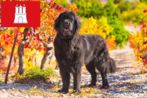 Read more about the article Criadores de Terra Nova e cachorros em Hamburgo