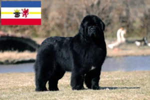 Read more about the article Criadores de Terra Nova e cachorros em Mecklenburg-Vorpommern