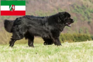 Read more about the article Criadores de Terra Nova e cachorros na Renânia do Norte-Vestefália