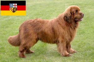 Read more about the article Criadores de Terra Nova e cachorros em Saarland