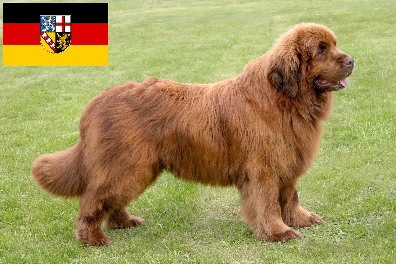 Cachorros Terra Nova e criadores Sarre Aqui pode encontrar criadores de Terra Nova em Saarland.