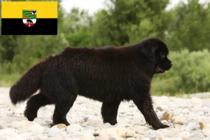Read more about the article Criadores de Terra Nova e cachorros em Saxónia-Anhalt