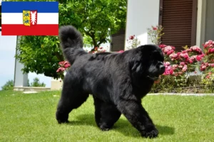 Read more about the article Criadores de Terra Nova e cachorros em Schleswig-Holstein