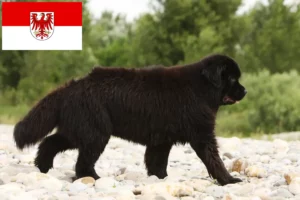 Read more about the article Criadores de Terra Nova e cachorros em Brandenburg