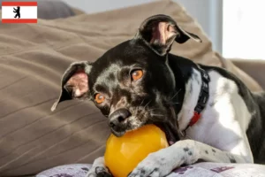 Read more about the article Criador de Terrier brasileiro e cachorros em Berlim