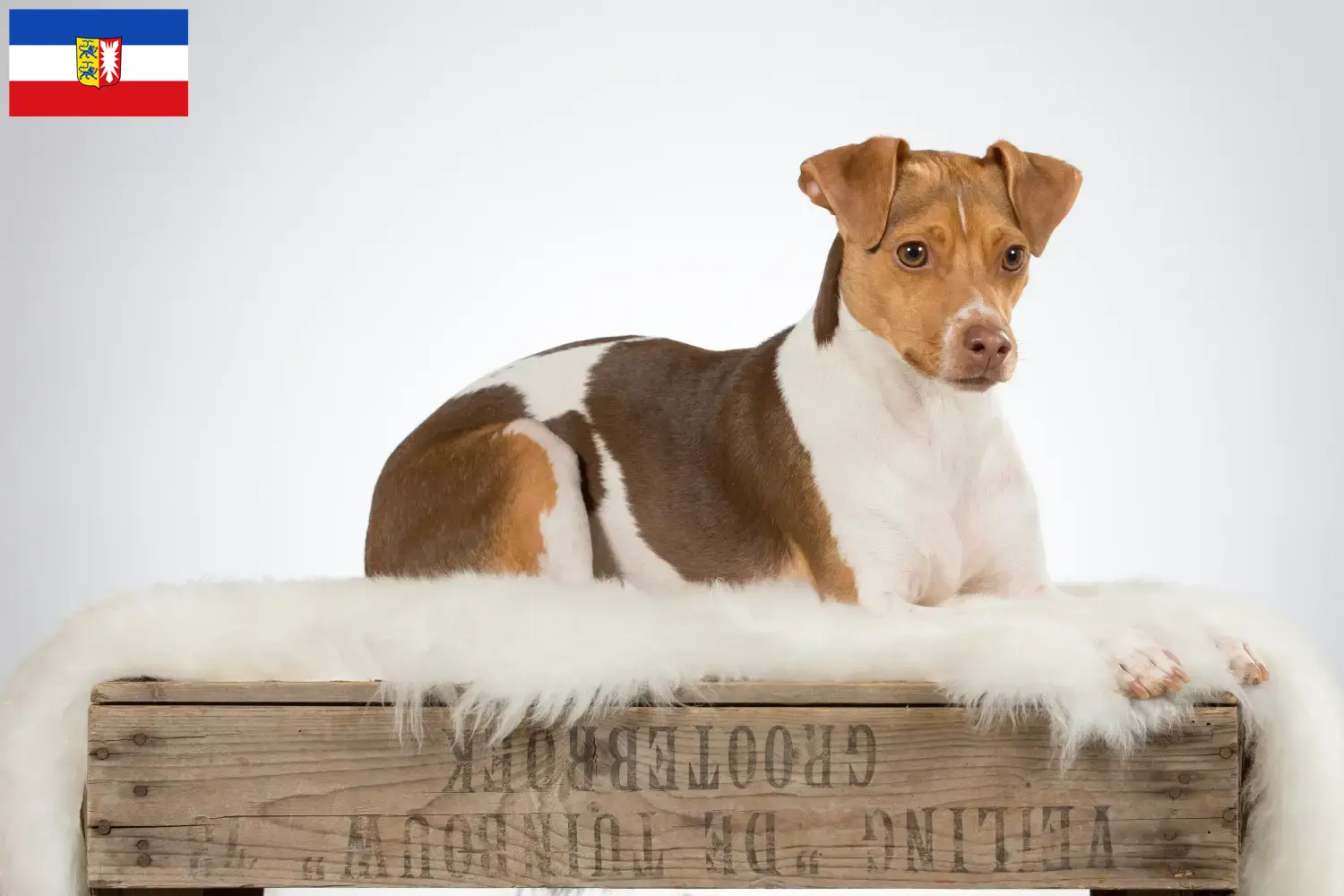 Terrier brasileiro cachorros e criadores Schleswig-Holstein Encontre aqui criadores de Terrier brasileiro em Schleswig-Holstein.
