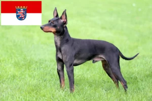 Read more about the article Criadores de Toy Terrier inglês e cachorros em Hessen