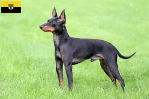 Read more about the article Criadores de Toy Terrier inglês e cachorros em Saxónia-Anhalt
