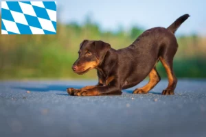 Read more about the article Criadores de Terrier de caça alemão e cachorros na Baviera