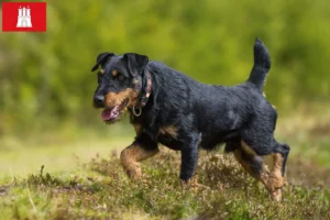 Read more about the article Criador de Terrier de caça alemão e cachorros em Hamburgo