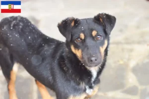 Read more about the article Criadores de Terrier de caça alemão e cachorros em Schleswig-Holstein