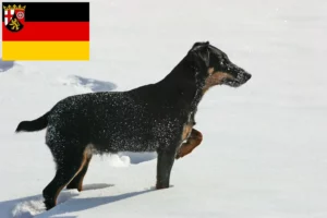 Read more about the article Criadores de Terrier de caça alemão e cachorros em Renânia-Palatinado