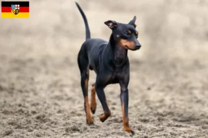 Read more about the article Criadores de Toy Terrier inglês e cachorros em Saarland