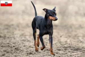 Read more about the article Criadores de Toy Terrier inglês e cachorros na Turíngia