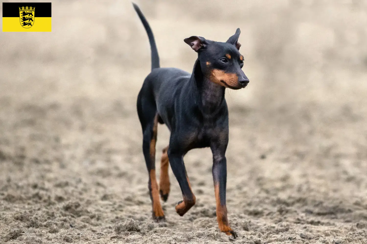 Cachorros e criadores de Toy Terrier inglês Baden-Württemberg Encontre aqui criadores de Toy Terrier Inglês em Baden-Württemberg.