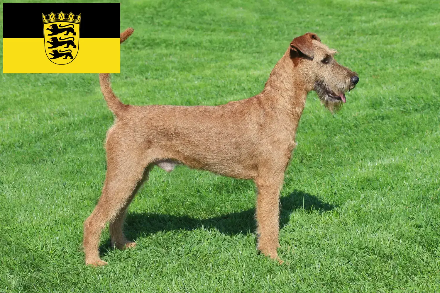 Terrier irlandês cachorros e criadores Baden-Württemberg Aqui pode encontrar criadores de Irish Terrier em Baden-Württemberg.