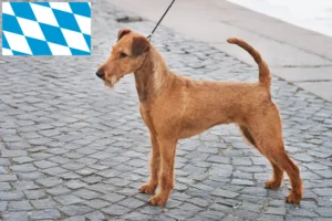 Read more about the article Criadores de Irish Terrier e cachorros na Baviera