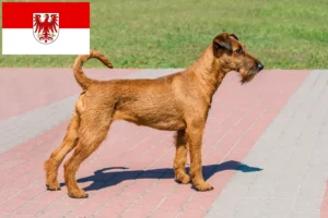 Read more about the article Criadores de Irish Terrier e cachorros em Brandenburg