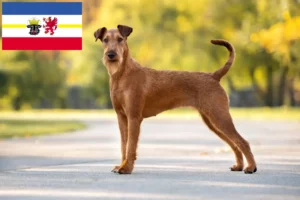 Read more about the article Criadores de Irish Terrier e cachorros em Mecklenburg-Vorpommern