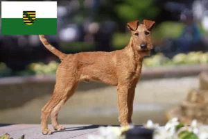 Read more about the article Criadores de Irish Terrier e cachorros em Saxónia